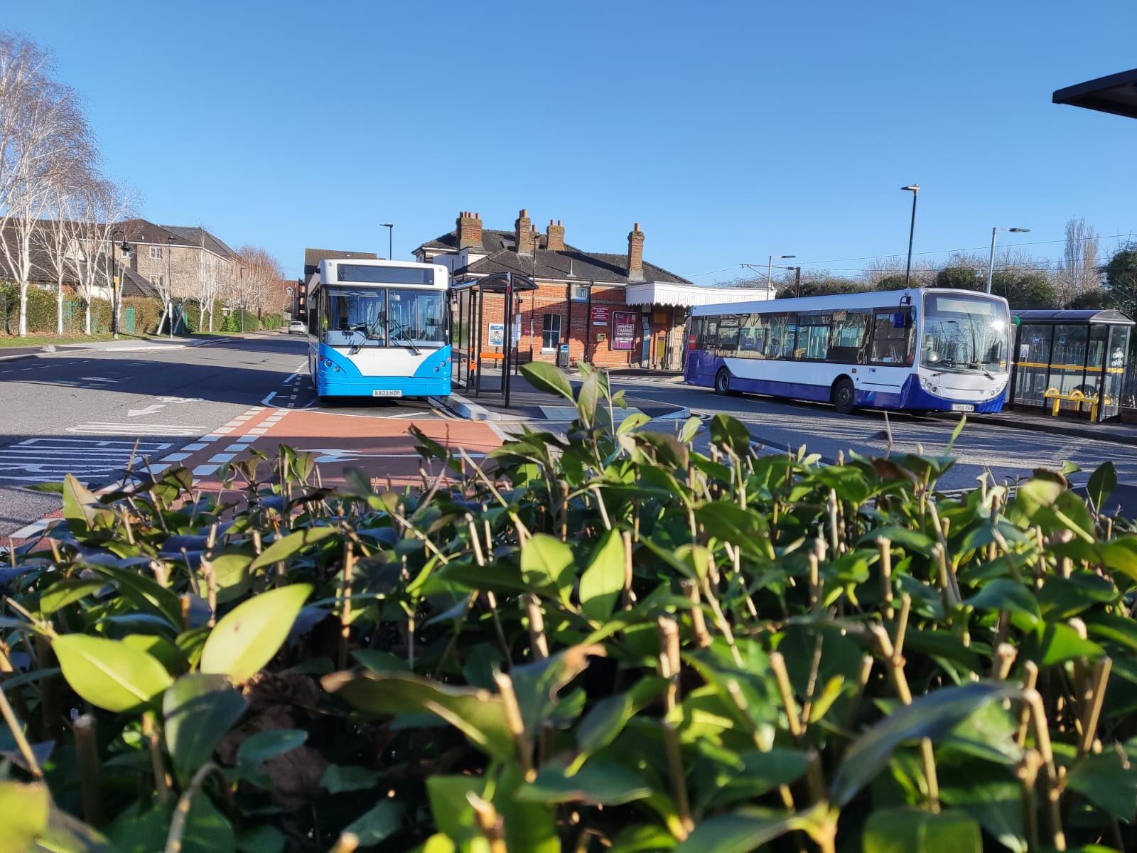 Blue and white buses at a bus station on a sunny day, seen over a leafy hedge